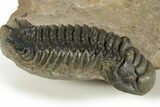 Spiny Dicranurus Trilobite With Crotalocephalina #312742-8